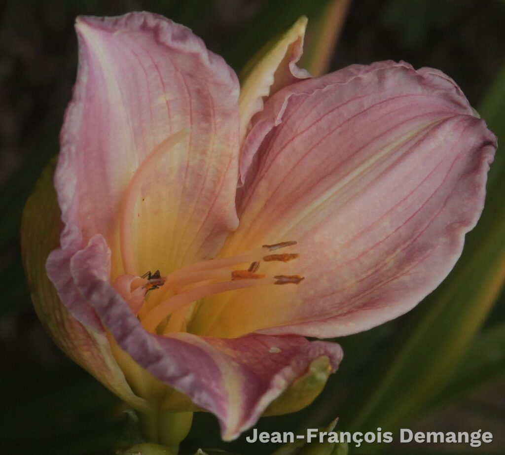 IMG_4794[1] copie recad